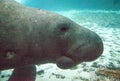 Florida manatee also called the West Indian manatee or sea cow Royalty Free Stock Photo