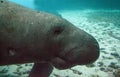 Florida manatee also called the West Indian manatee or sea cow Royalty Free Stock Photo