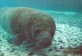 Florida manatee also called the West Indian manatee or sea cow Royalty Free Stock Photo