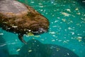 Florida manatee also called the West Indian manatee or sea cow T Royalty Free Stock Photo