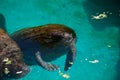 Florida manatee also called the West Indian manatee or sea cow T Royalty Free Stock Photo