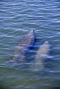 Florida manatee and calf Royalty Free Stock Photo