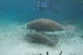 Florida Manatee and Calf Underwater with Snorkelers Royalty Free Stock Photo