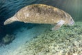 Florida manatee close up portrait in crystal river Royalty Free Stock Photo