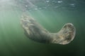 Florida Manatee Coming to Surface to Breathe Royalty Free Stock Photo