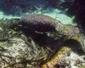 A Florida manatee swims down the Weeki Wachee at Weekee Wachee Springs State Park, Hernando County, Florida