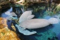 Florida Manatee - Trichechus manatus latirostris