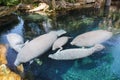 Florida Manatee - Trichechus manatus latirostris