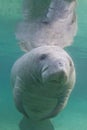 Florida Manatee Underwater Royalty Free Stock Photo