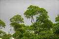 Florida mangrove trees on gray sky