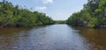 Florida mangroves airboat tour