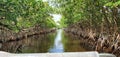 Florida mangroves airboat tour