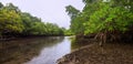 Florida Mangroves at Dusk Royalty Free Stock Photo