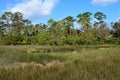 Florida marshlands Royalty Free Stock Photo