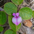 Florida milk pea - Galactia floridana - is characterized by its pretty large bright purple pink flowers and villous stem vestiture
