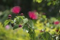 Florida Mimosa in Bloom Royalty Free Stock Photo