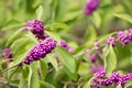 Florida Native Beauty Berry abstract Royalty Free Stock Photo