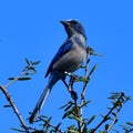 Florida native and federally protected Florida scrub jay perched at the top of a scrub oak tree with bright blue sky background Royalty Free Stock Photo