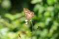 White Peacock Butterfly feeding in garden Royalty Free Stock Photo