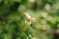 White Peacock Butterfly feeding in garden Royalty Free Stock Photo