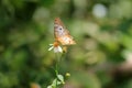 White Peacock Butterfly feeding in garden Royalty Free Stock Photo