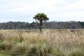 Florida Natural Wetlands Preserves