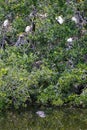 Florida Nesting Birds in Swamp