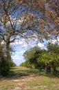 Florida orange grove Royalty Free Stock Photo