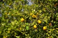 Florida orange grove Royalty Free Stock Photo