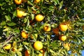 Florida Orange Grove Background Royalty Free Stock Photo