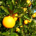 Florida Orange Grove Background Royalty Free Stock Photo