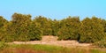 Florida Orange Grove Panorama Royalty Free Stock Photo