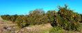 Florida Orange Grove Panorama Royalty Free Stock Photo