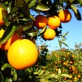 Florida Orange Groves Landscape Royalty Free Stock Photo