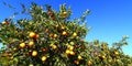 Florida Orange Groves Landscape Royalty Free Stock Photo