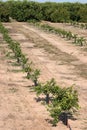 Florida Orange Seedlings Royalty Free Stock Photo