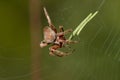Florida Orb Weaver Red Spider Eriophora ravilla Royalty Free Stock Photo