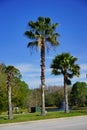 Florida palm tree and road Royalty Free Stock Photo