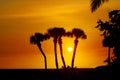 Florida Palm tree sihouettes