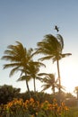 Florida palm trees in the sunset with a soaring pelican above