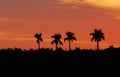 Florida- Panoramic Orange Sunset With Four Palm Trees in Silhouette Royalty Free Stock Photo