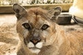 Florida Panther