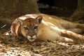 Florida Panther Royalty Free Stock Photo