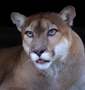 Florida panther close up black background