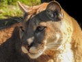 Florida Panther Close-up