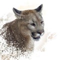 Florida panther or cougar painting Royalty Free Stock Photo