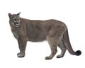 Florida panther or cougar