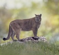 Florida panther or cougar