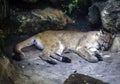 Florida Panther Royalty Free Stock Photo