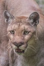 Florida Panther Eyes Drooling Stalking